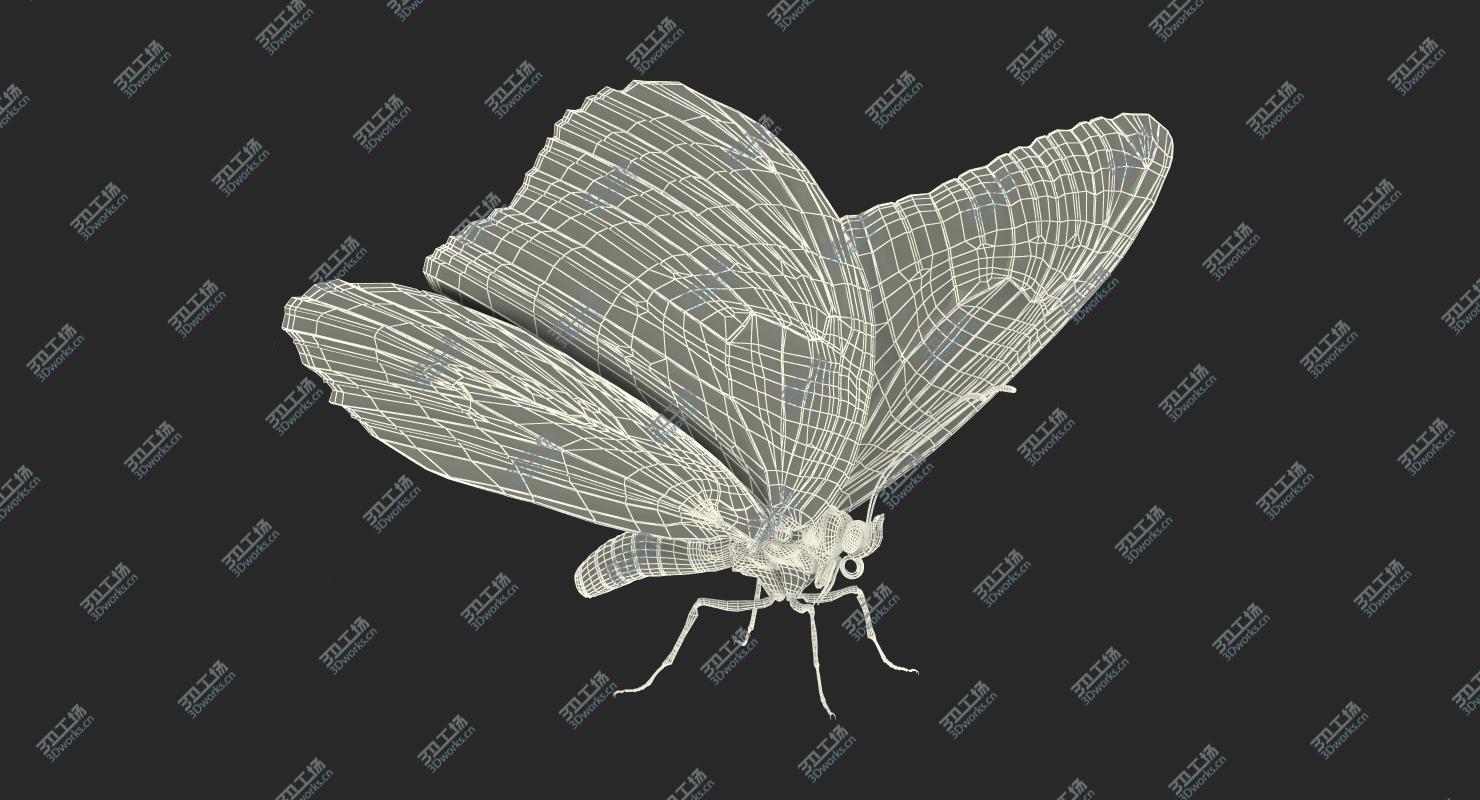 images/goods_img/20210319/Monarch Butterfly Rigged for Cinema 4D 3D model/3.jpg